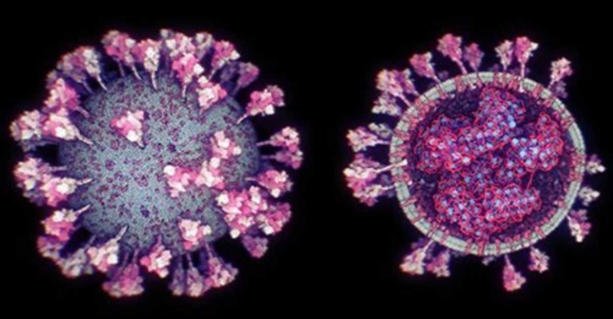 Covid, ricerca Usa: mutazione lo ha reso 8 volte più contagioso