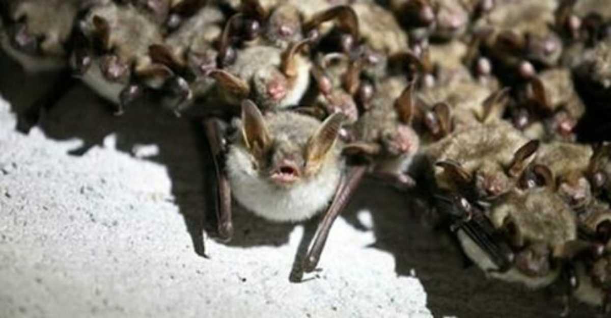 Thailandia, isolato nuovo coronavirus nel sangue dei pipistrelli