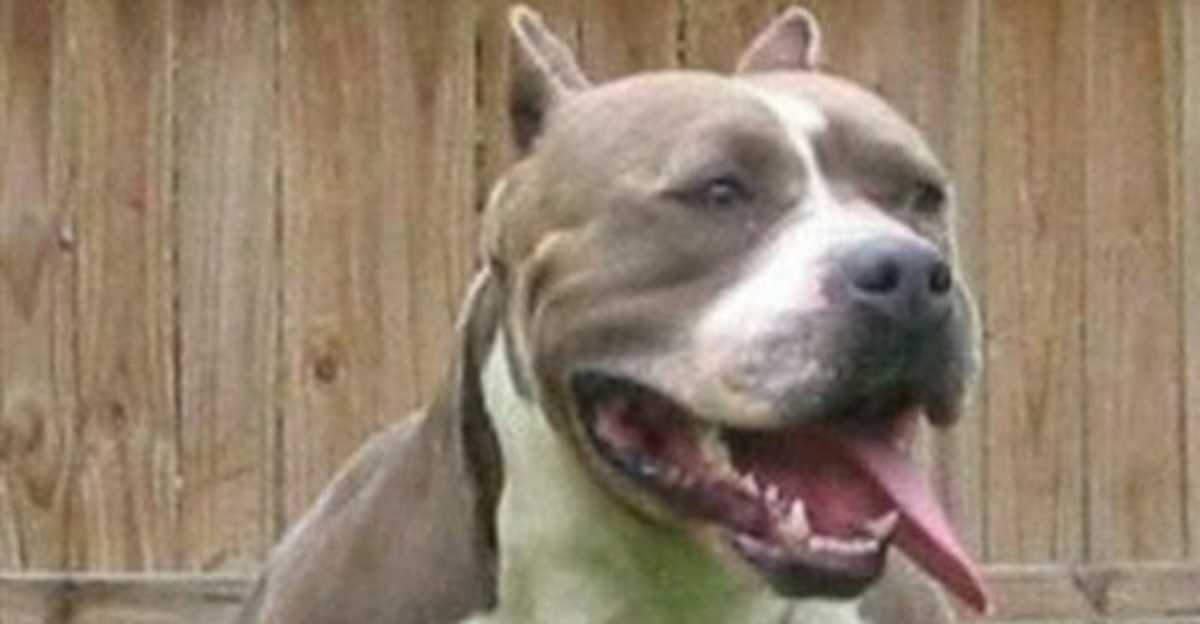 Roma, donna azzannata da un pitbull: la padrona fugge senza soccorrerla