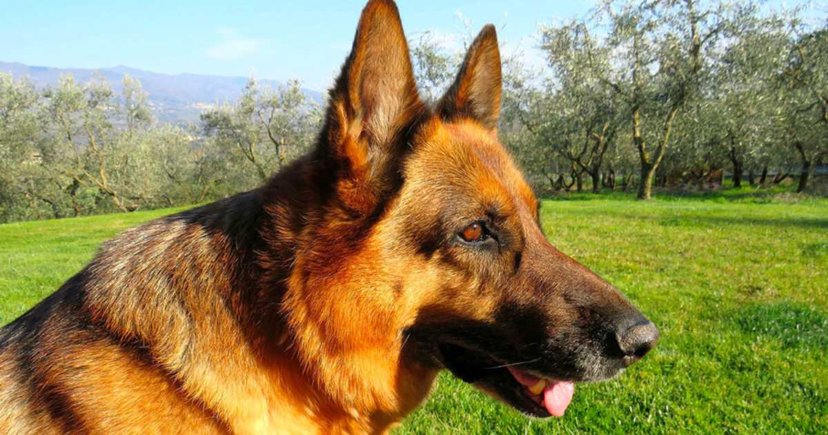 Litiga con i figli, fa testamento e lascia tutto al cane