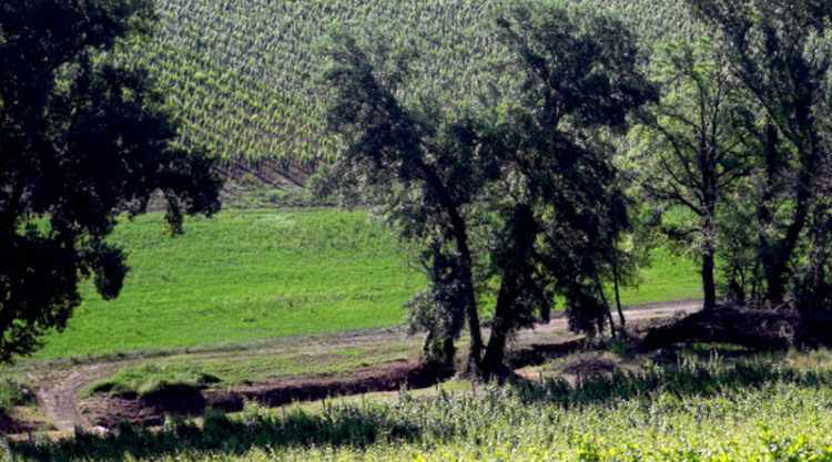 massimo d'alema vino