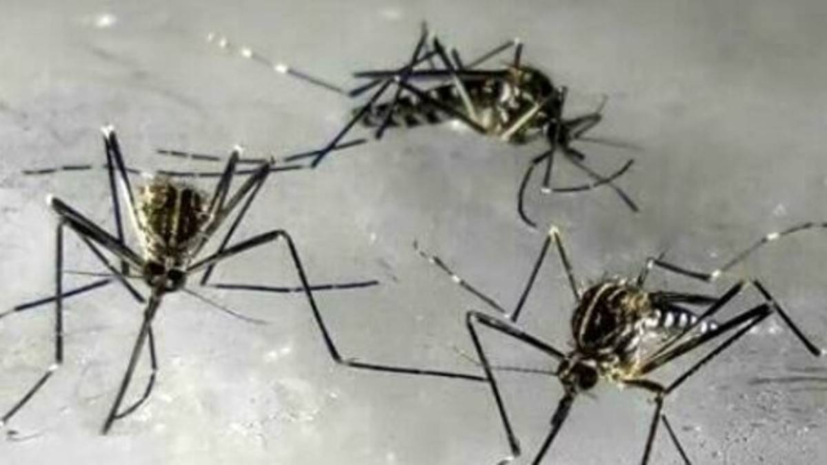 Zanzare: allarme, è arrivata dalla Corea quella che sopravvive al freddo