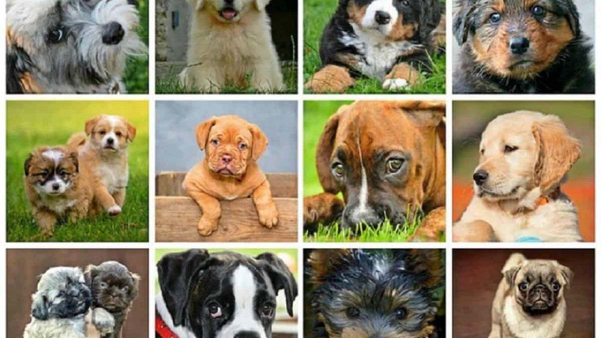 Segno zodiacale dei cani