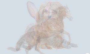 test personalità animale