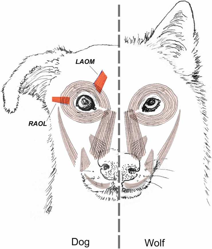 Differenze muscolari tra cane e lupo