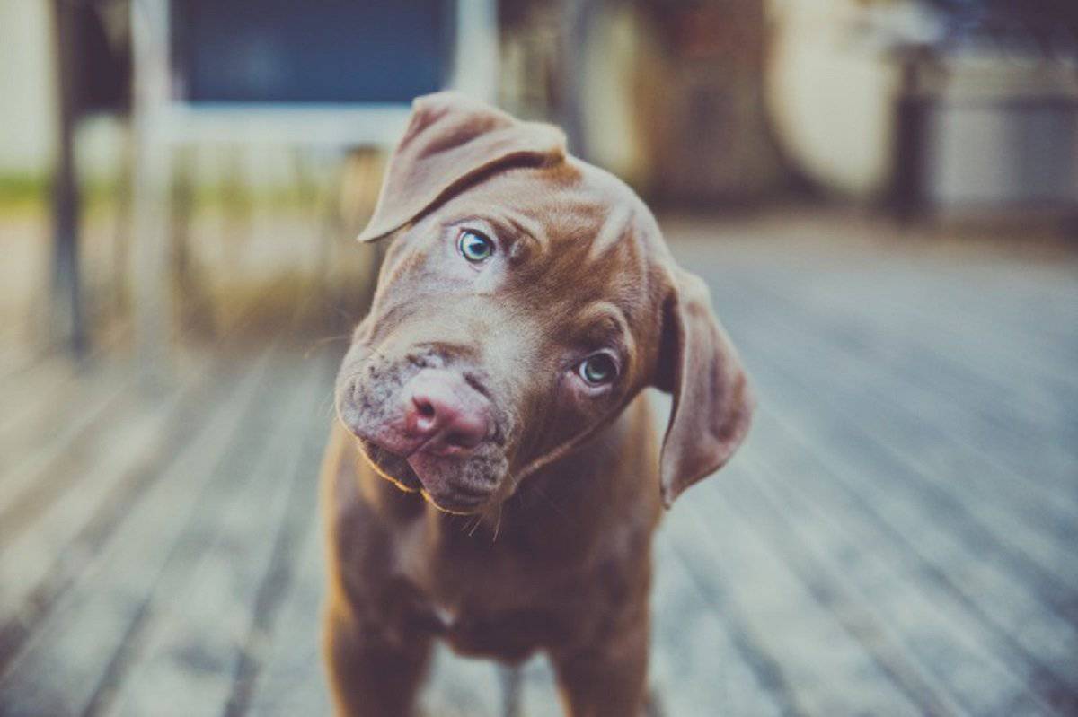 Cane: Sai perchè inclina la testa? L'incredibile motivo