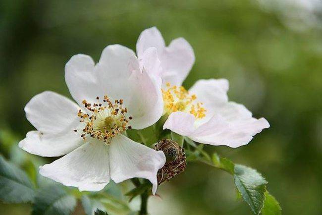 rosa canina bambini