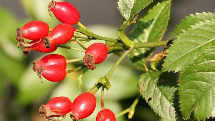 rosa canina bambini