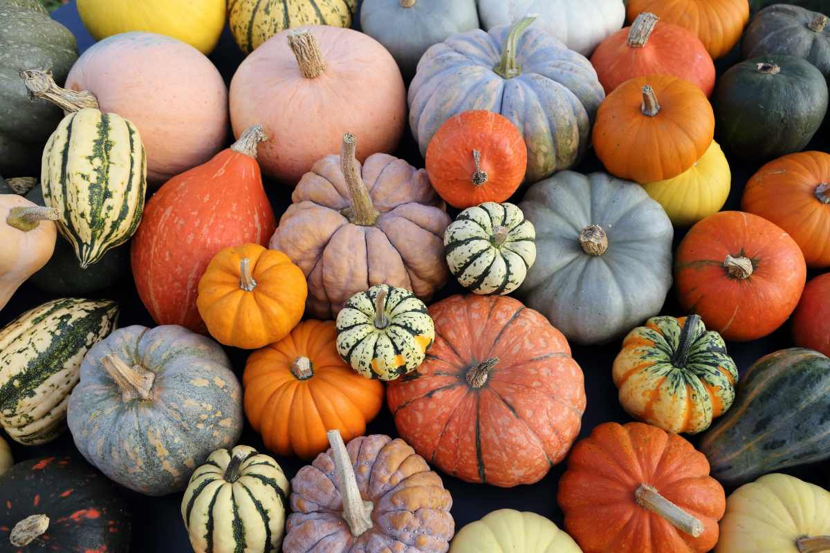 Zucca: come trasformare la buccia in ottime "patatine"