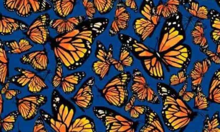 Test: trova le libellule tra le farfalle, ci riescono in pochissimi