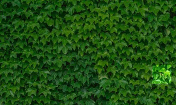 Test: se riesci a vedere la rana sei un mito!