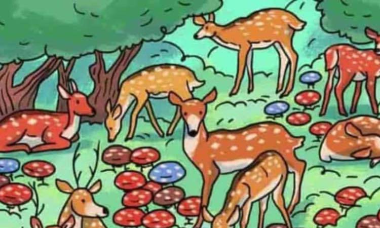 Test: trova la coccinella nel bosco, sei un mito se ci riesci