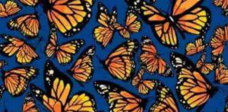 Test: trova le libellule tra le farfalle, ci riescono in pochissimi
