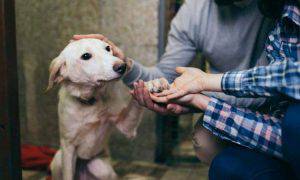 adottare cane 10 motivi