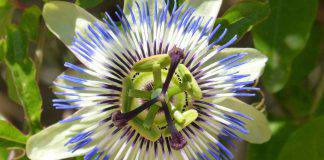 ansia passiflora