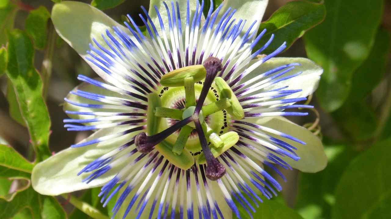 ansia passiflora