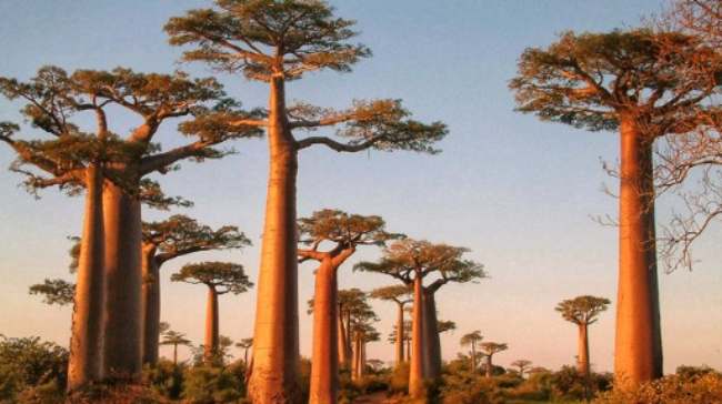 Test: scegli uno di questi tre alberi, ti sveliamo un lato nascosto di te