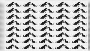 Test impossibile: trova la coppia diversa se riesci Test impossibile: trova la coppia diversa se riesci