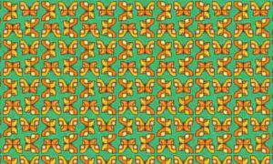 Test: trova le uniche 2 farfalle diverse, impossibile! Test: trova le uniche 2 farfalle diverse, impossibile!