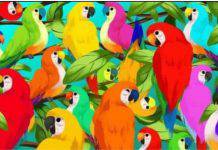 test visivo pappagalli