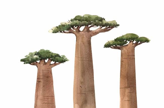 Test: scegli uno di questi tre alberi, ti sveliamo un lato nascosto di te