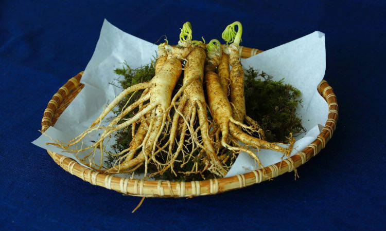 Ginseng: possiamo veramente sostituirlo al posto del caffè? Ecco la verità