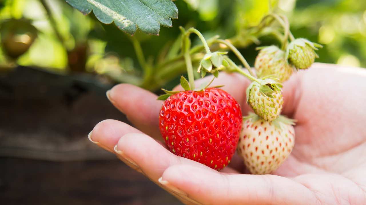 Fragole: coltivale in casa in modo facile (Pexels)