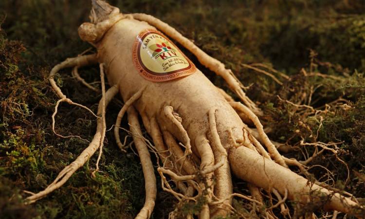 Ginseng: possiamo veramente sostituirlo al posto del caffè? Ecco la verità