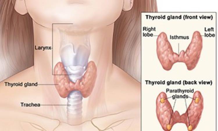 Tiroide: ecco i sintomi che non devi sottovalutare mai
