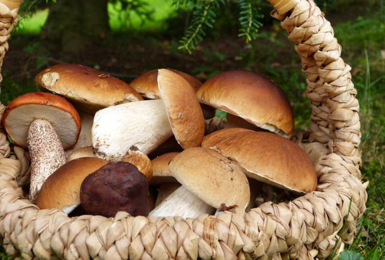 Funghi: le proprietà che non ti immagini (Pixabay)