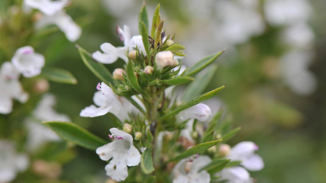 Erbe aromatiche, questa aiuta il cervello e non solo