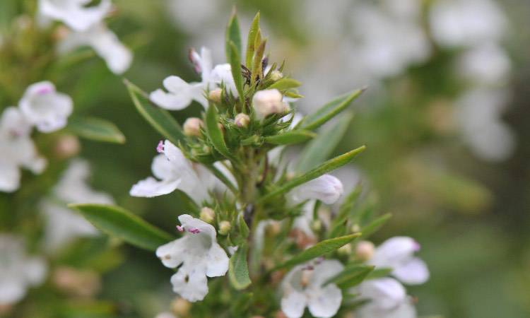 Erbe aromatiche, questa aiuta il cervello e non solo