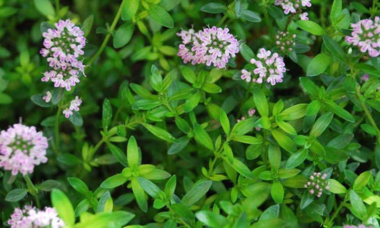 Erbe aromatiche, questa aiuta il cervello e non solo