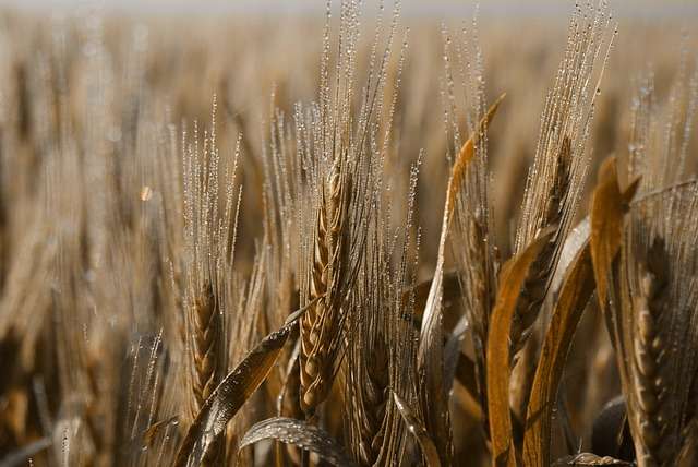 Cereali integrali: ecco perchè sono così importanti