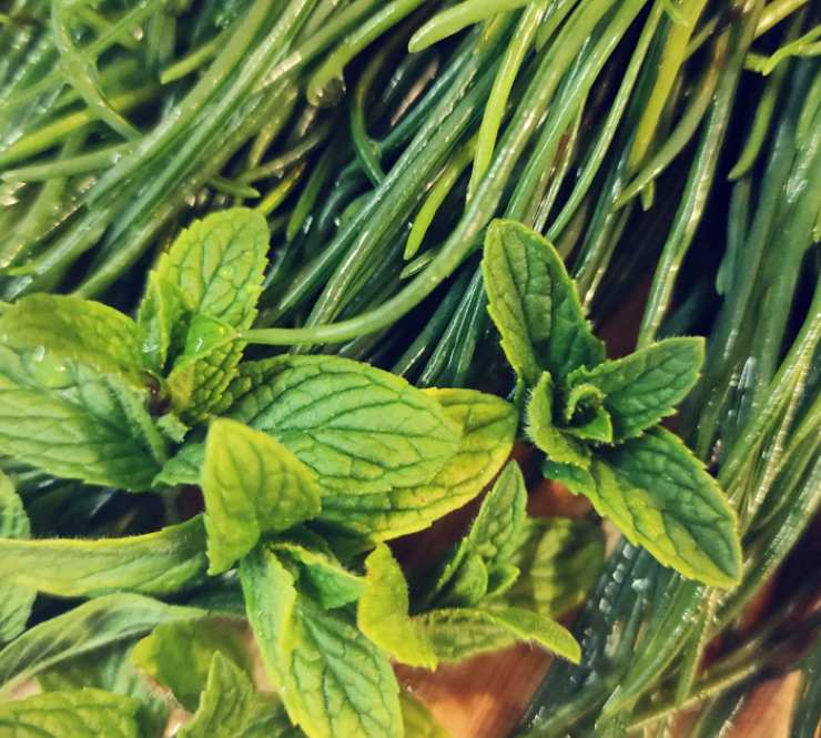Agretti crudi