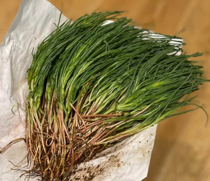 Agretti