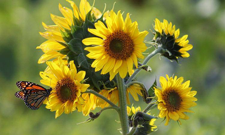 Giardino e balcone, quando piantare i semi di girasole