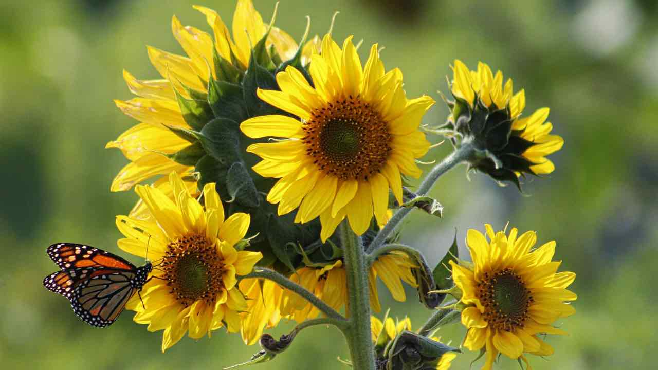 Giardino e balcone, quando piantare i semi di girasole