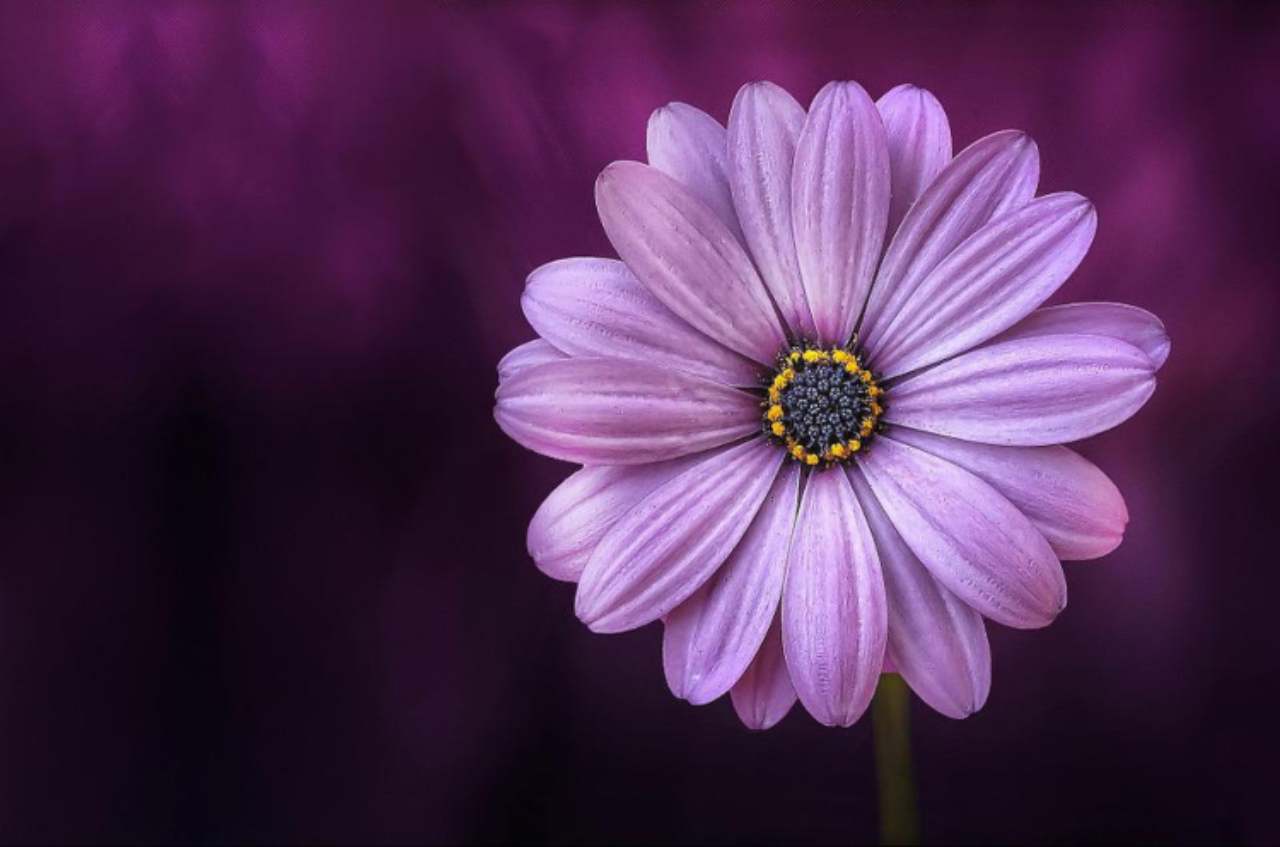 fiori di viola