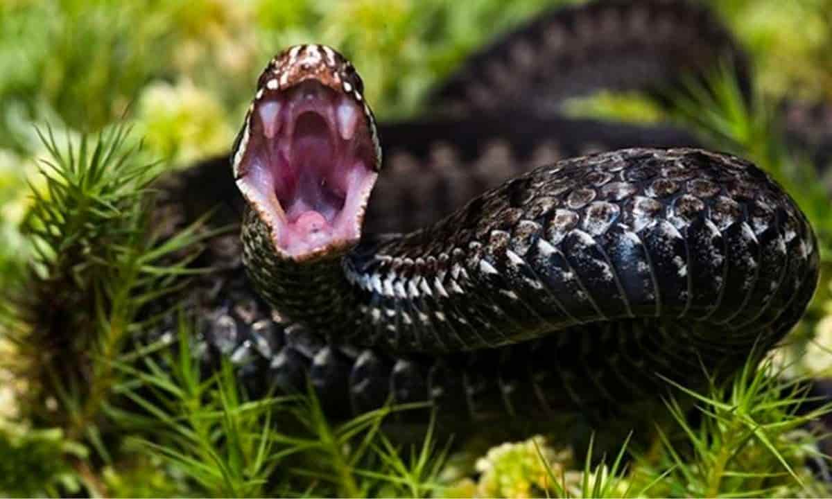 morso vipera cosa fare