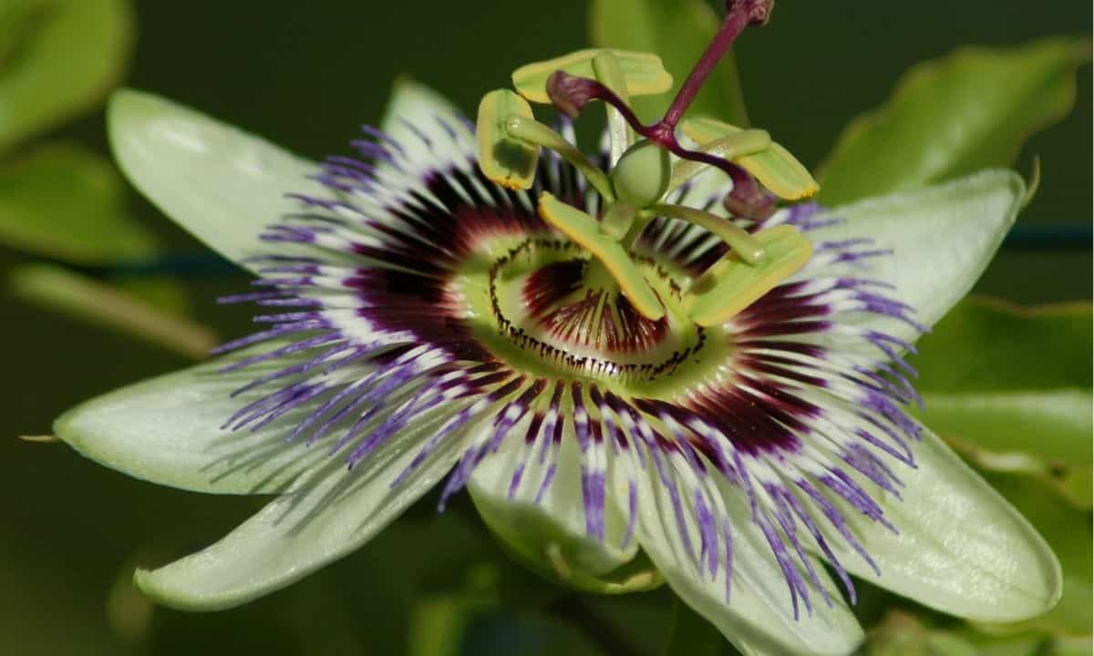 passiflora contro ansia e insonnia