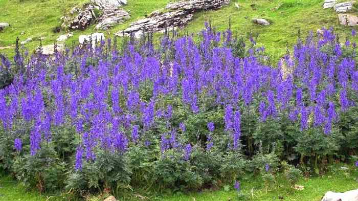 Aconitum Napellus: pianta velenosa, dove si trova e cosa provoca