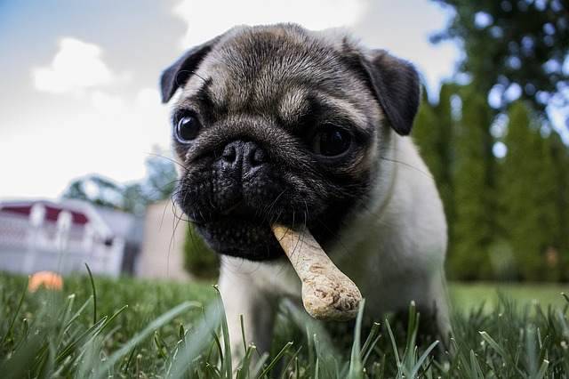 Cani: qual è il modo migliore di somministrargli il cibo?