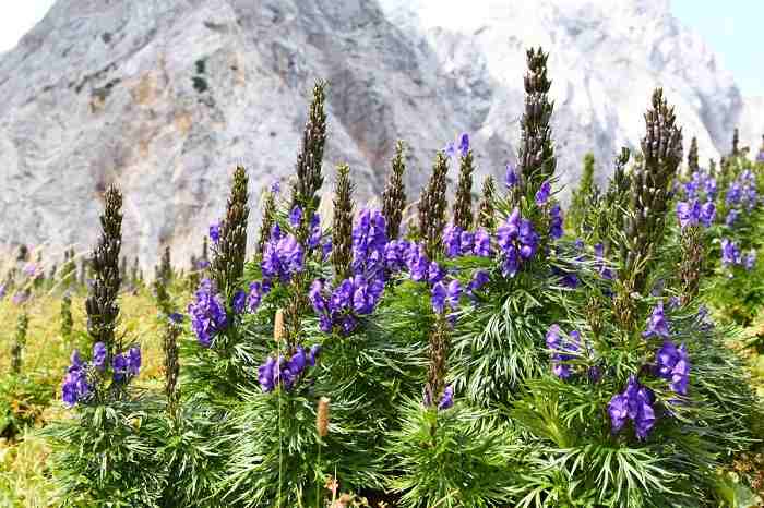 Aconitum Napellus: pianta velenosa, dove si trova e cosa provoca