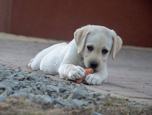 Cani: qual è il modo migliore di somministrargli il cibo?