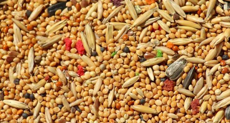 Millet and its properties