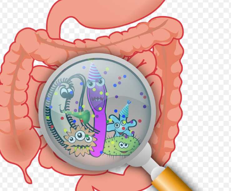 Le fibre guariscono l'intestino malato