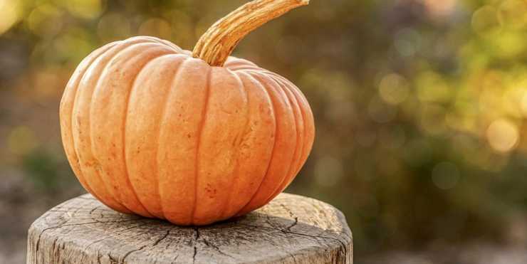 Olio di semi di zucca per i nostri capelli