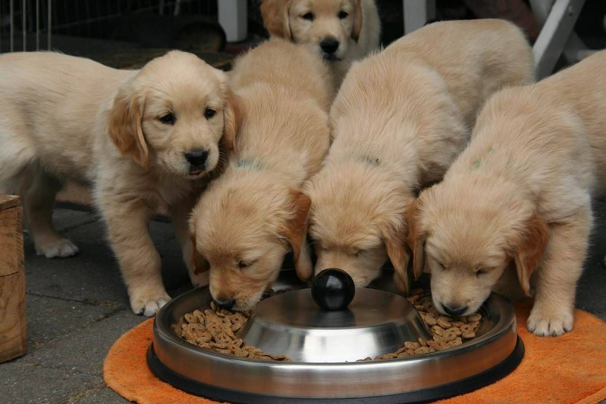 Cani: qual è il modo migliore di somministrargli il cibo?