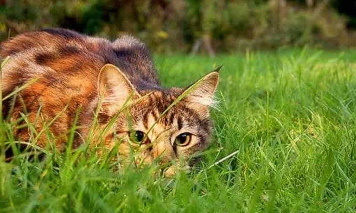 gatti giardino